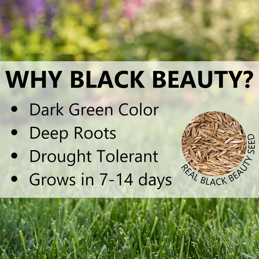 Jonathan Green (10323) Black Beauty Ultra Grass Seed - Cool Season Lawn Seed (25 lb)