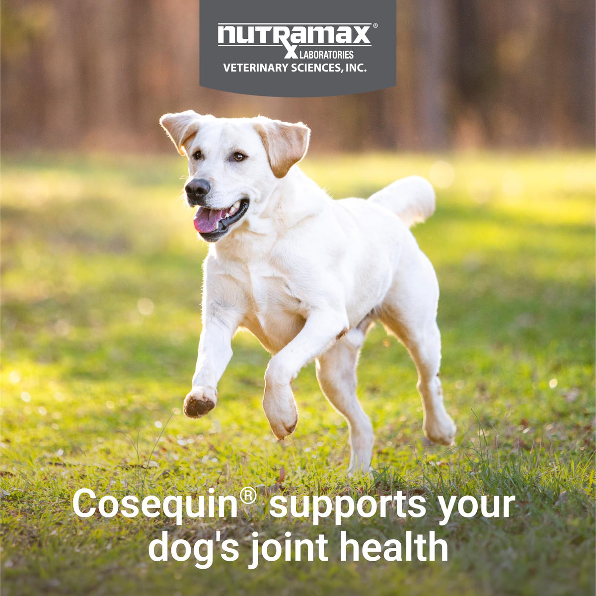 Nutramax Cosequin for Dogs Joint Health Supplement, Contains Glucosamine for Dogs, Plus Chondroitin and MSM, Supports Healthy Joints, Chewable Tablets, 132 Count